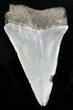 Fossil Mako Shark Tooth - South Carolina #22599-1